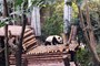 硬卧上铺【熊猫专列】巴蜀古国4日游