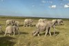 肯尼亚动物大迁徙深度10天