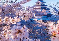 心动和风の樱花季 日本本州全景8日